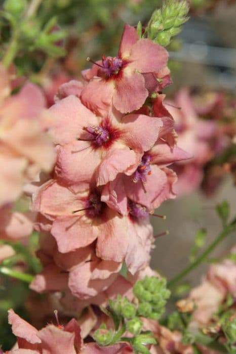 Mullein 'Cotswold Beauty'