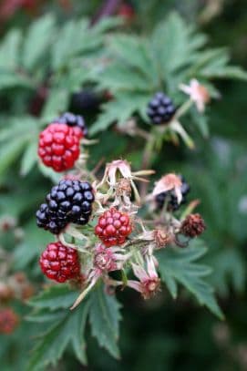 blackberry 'Oregon Thornless'