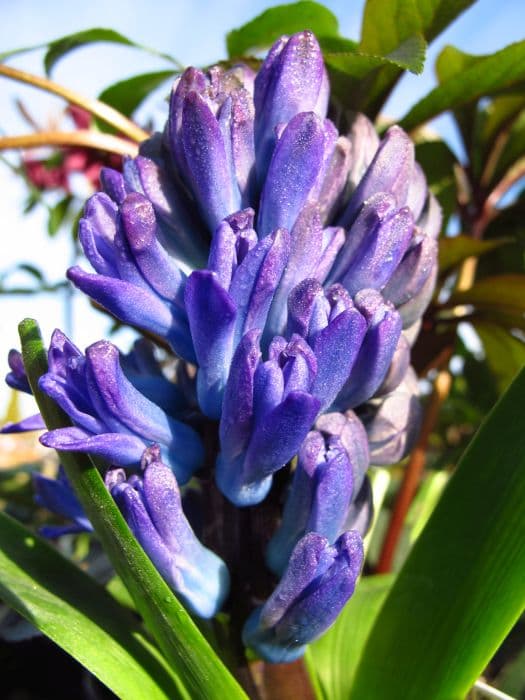 hyacinth 'Minos'