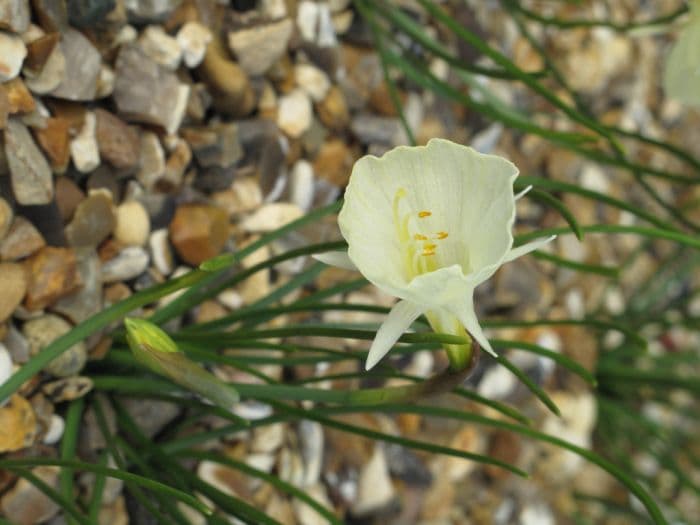 daffodil 'Spoirot'