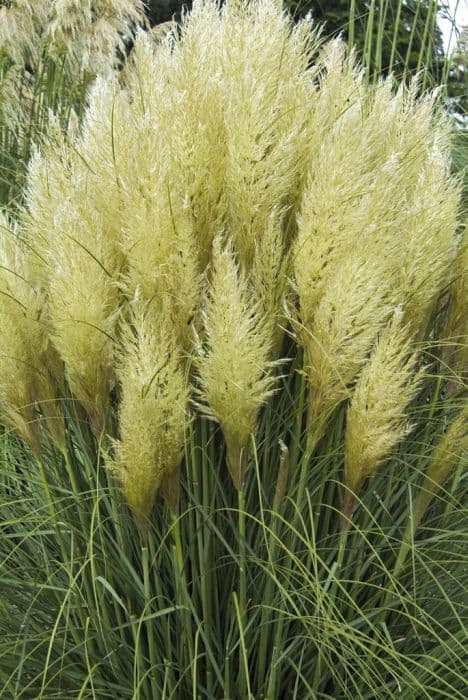 pampas grass 'Evita'