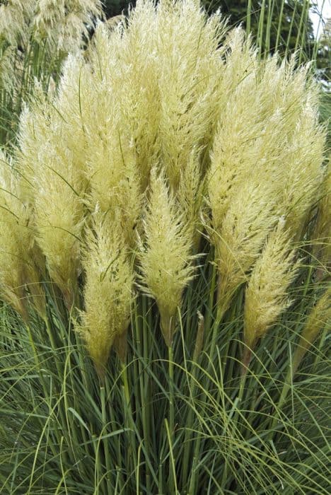 Pampas grass 'Evita'