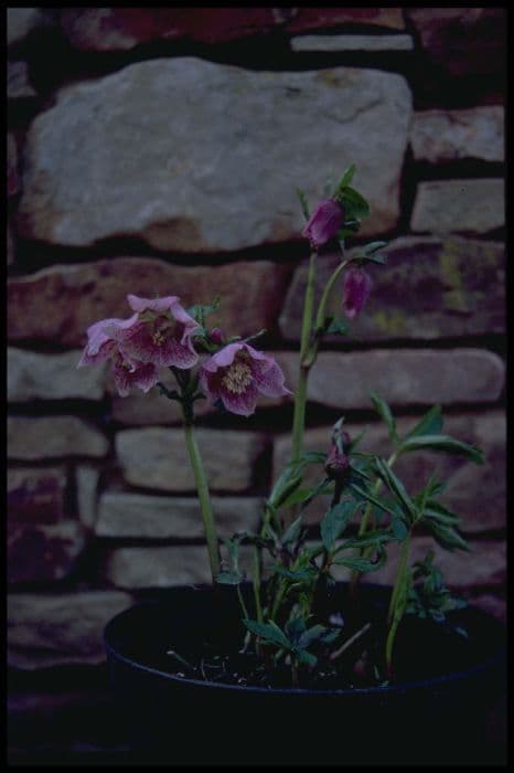 hellebore 'Cherry Davis'