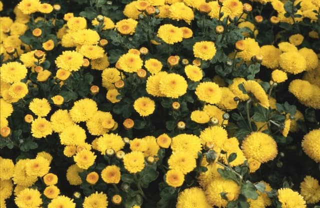 Chrysanthemum 'Denise'