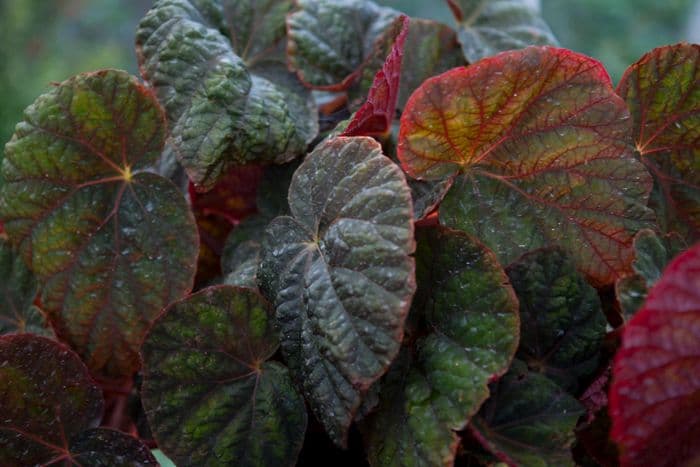 begonia 'Orient'