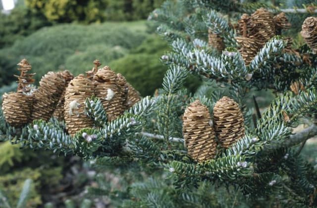 Korean fir 'Silberlocke'