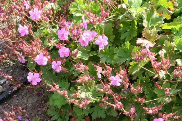 Cranesbill 'Karmina'