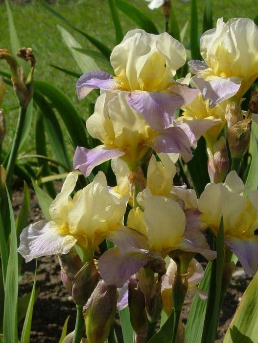 iris 'Enriched'