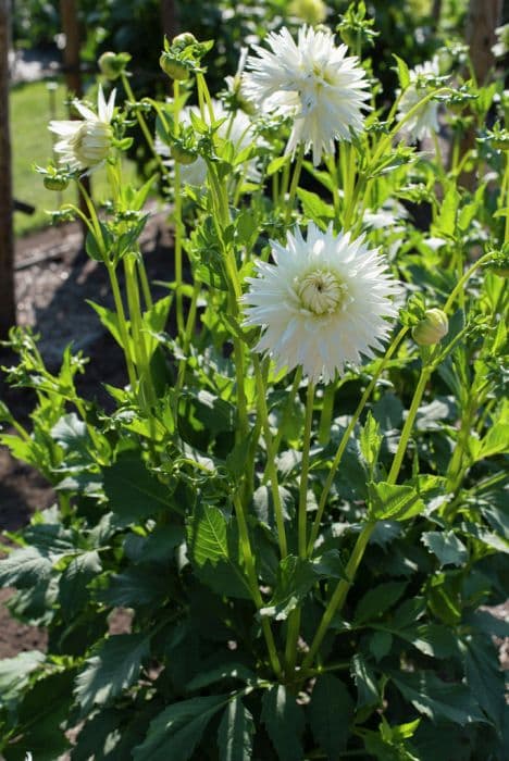 dahlia 'White Lace'