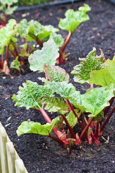 Rhubarb 'Grandad's Favorite'