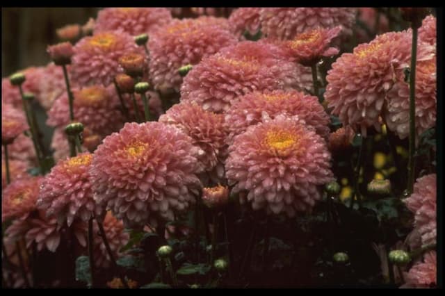Chrysanthemum 'Talbot Parade'