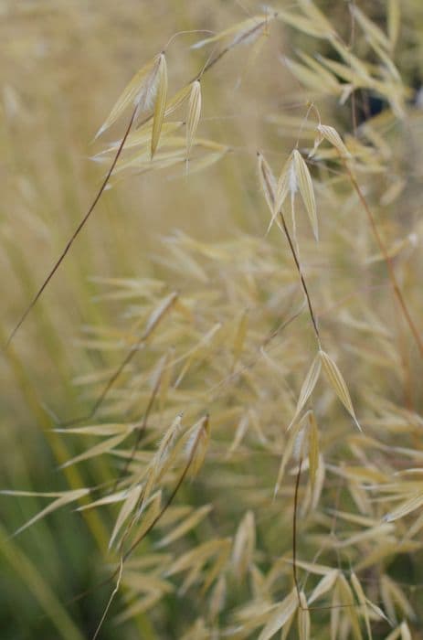 golden oats 'Gold Fontaene'