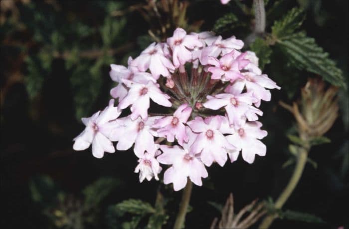 vervain 'Silver Anne'