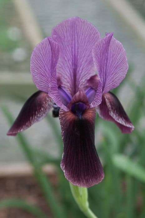 Unusual iris