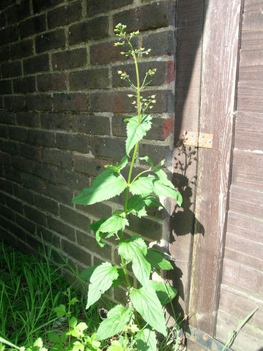 common figwort