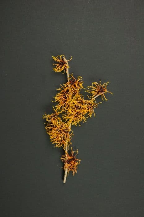 witch hazel 'Glowing Embers'