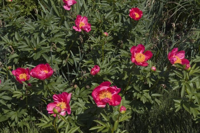 peony 'Flame'