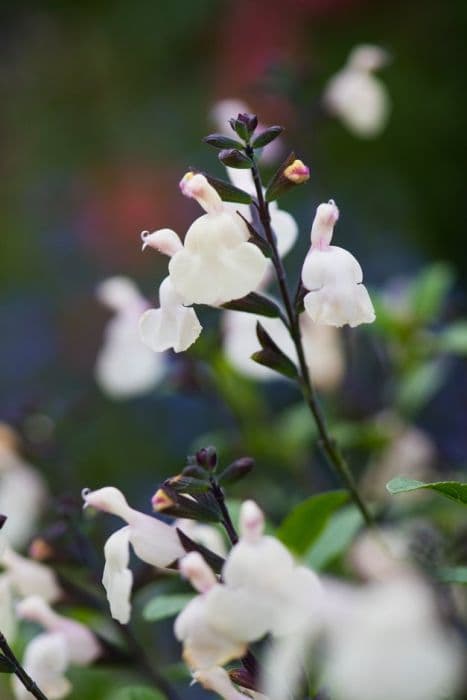 sage 'Heatwave Glimmer'