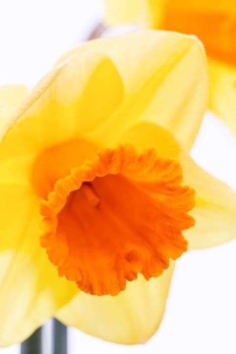 Daffodil 'Plymouth Hoe'
