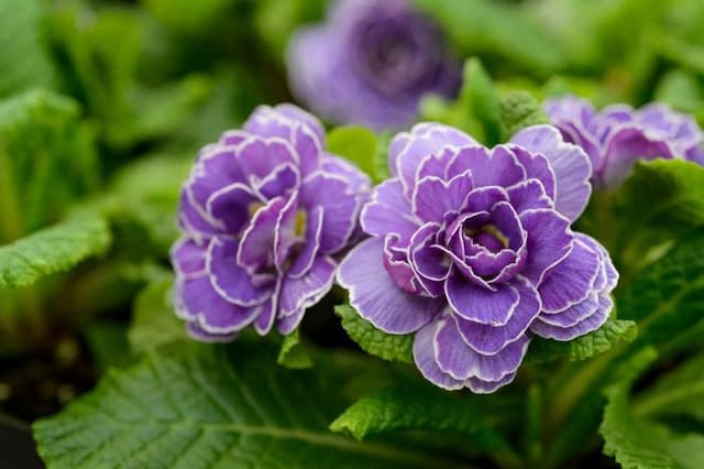 Primrose [Belarina Amethyst Ice]