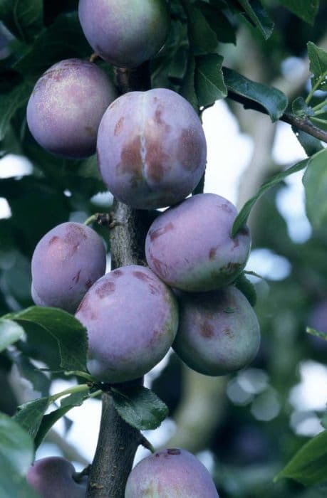 plum 'Marjorie's Seedling'