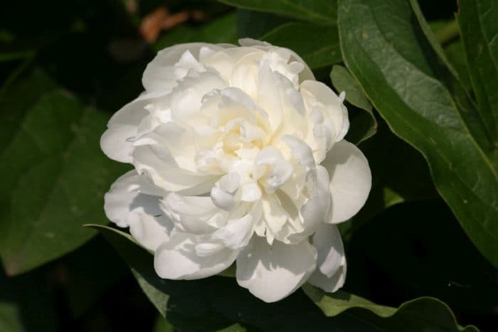 peony 'Alba Plena'