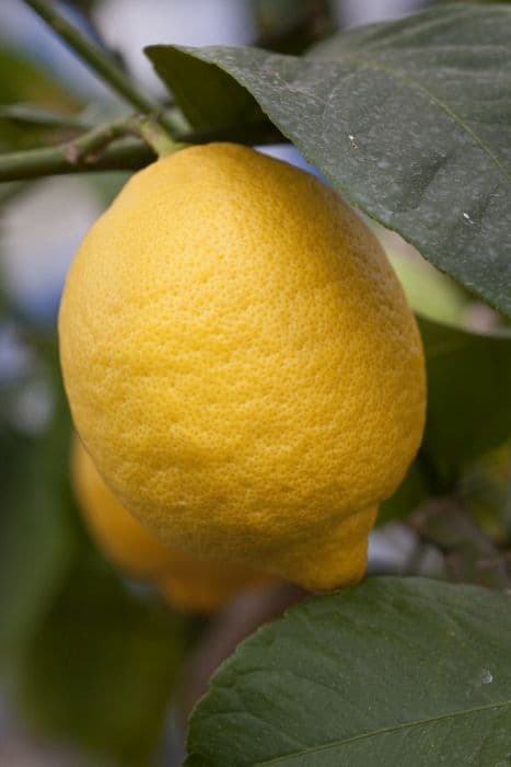 Lemon 'Garey's Eureka'