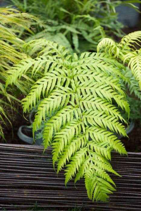 European chain fern