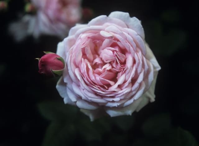 Rose [Saint Ethelburga]
