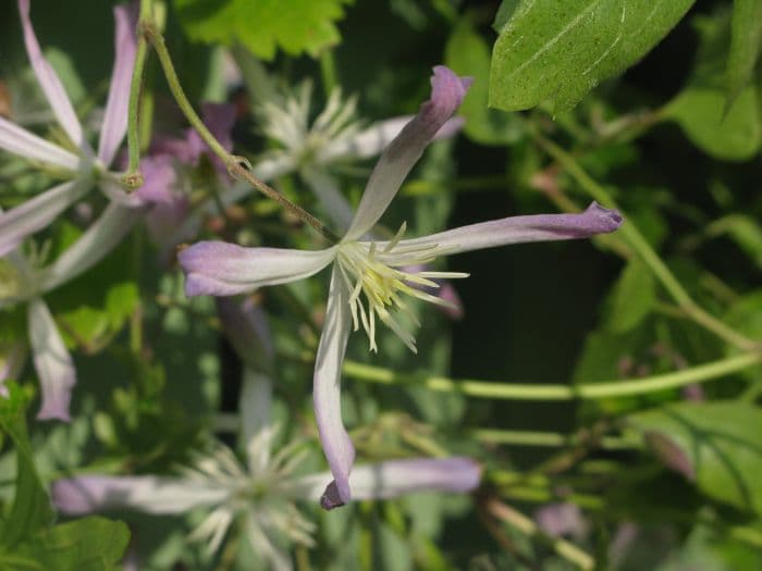 clematis 'Edward Prichard'