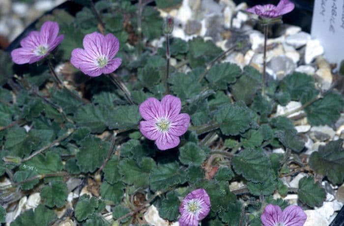 storksbill 'Roseum'