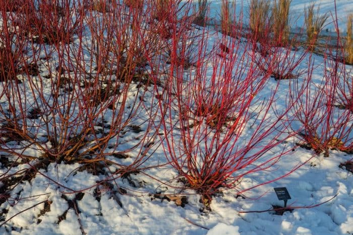 dogwood [Baton Rouge]