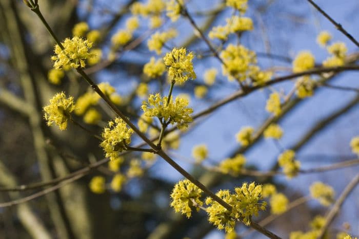 Japanese cornelian cherry 'Kintoki'