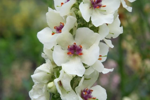 Mullein 'Kynaston'