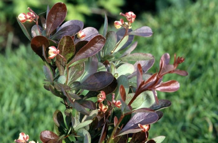 Japanese barberry 'Atropurpurea Nana'