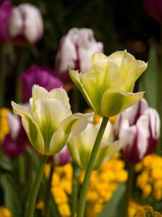 tulip 'Spring Green'