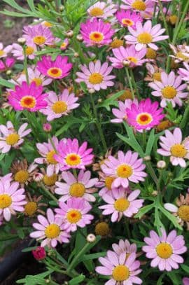 Marguerite 'Bonmadepi'