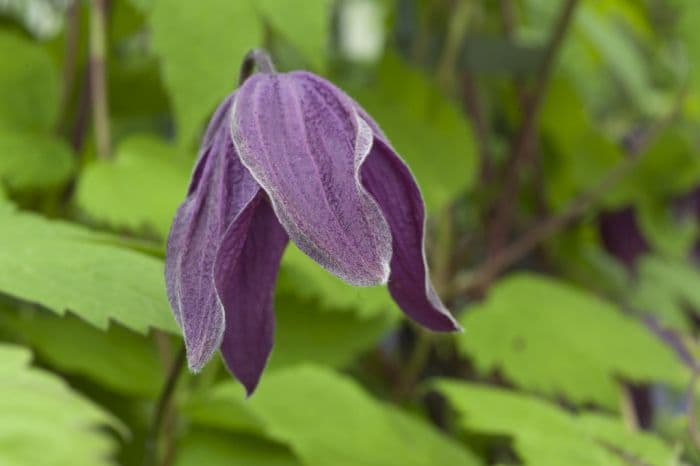 clematis 'Brunette'