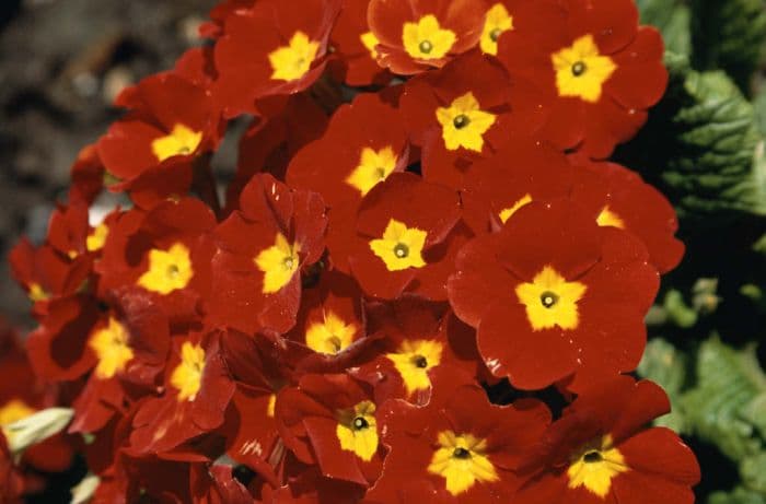 polyanthus 'Crescendo Bright Red'