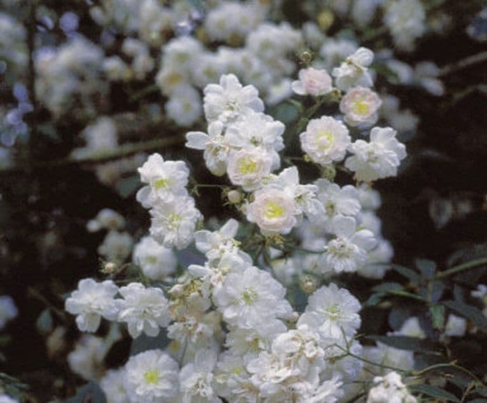 rose 'Paul's Himalayan Musk'