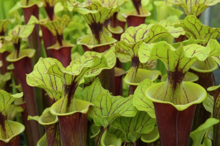 pitcher plant 'Burgundy'