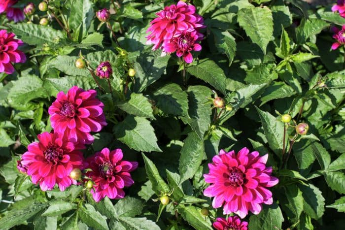 dahlia 'Magenta Magenta'