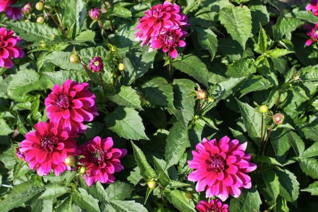 Dahlia 'Magenta Magenta'