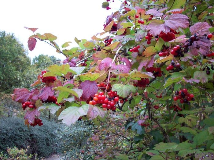 guelder rose 'Notcutt's Variety'