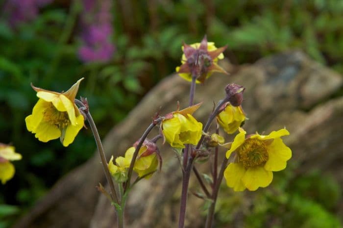 avens 'Emory Quinn'