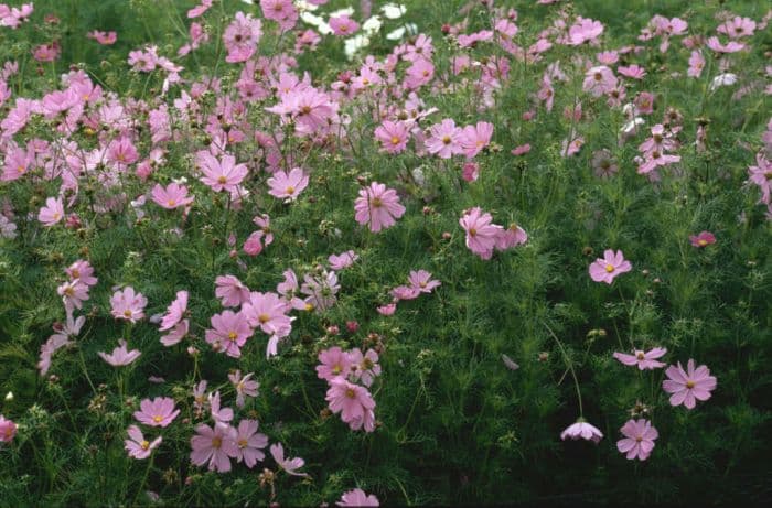 cosmea 'Sensation Pinkie'