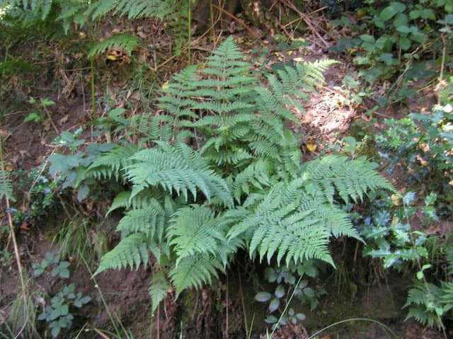 Broad buckler fern