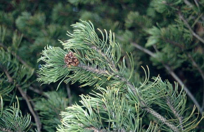 dwarf mountain pine