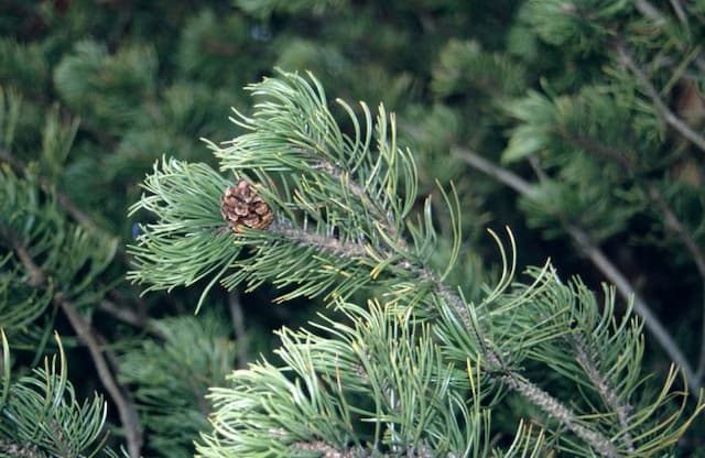 Dwarf mountain pine