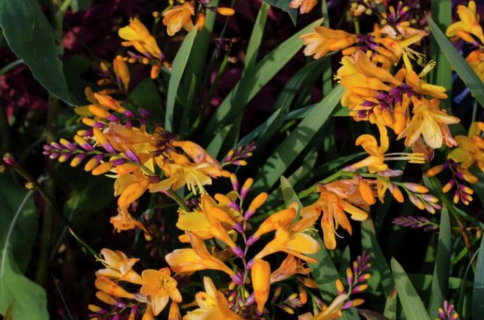 montbretia 'Columbus'